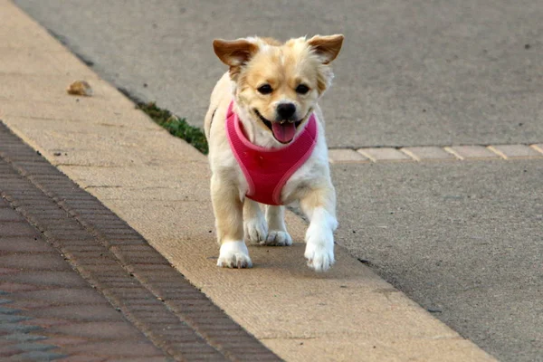 Perro Para Dar Paseo Por Las Orillas Del Mar Mediterráneo — Foto de Stock