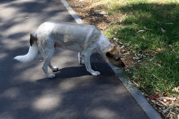 Perro Para Dar Paseo Por Las Orillas Del Mar Mediterráneo — Foto de Stock