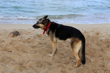 İsrail'in kuzeyinde Akdeniz kıyılarında bir yürüyüş için köpek 