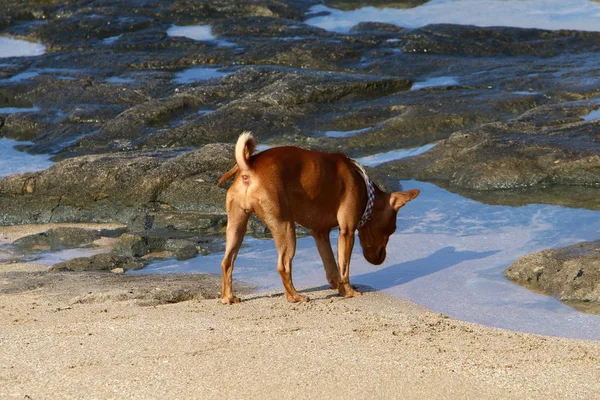 Cão Para Passeio Nas Margens Mar Mediterrâneo Norte Israel — Fotografia de Stock