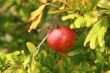 İsrail'in kuzeyinde sıcak ve kuru bir yaz bitkiler ve çiçeklerin fotoğrafları 