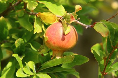 İsrail'in kuzeyinde sıcak ve kuru bir yaz bitkiler ve çiçeklerin fotoğrafları 