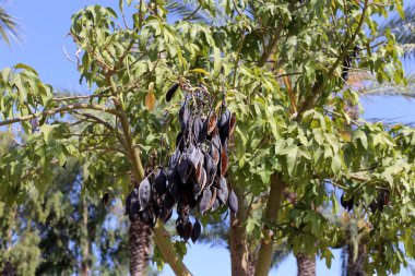 İsrail'in kuzeyinde sıcak ve kuru bir yaz bitkiler ve çiçeklerin fotoğrafları 