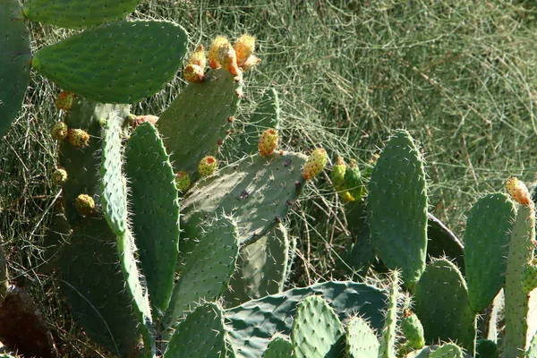 イスラエル北部の暑くて乾燥した夏の植物や花の写真 — ストック写真