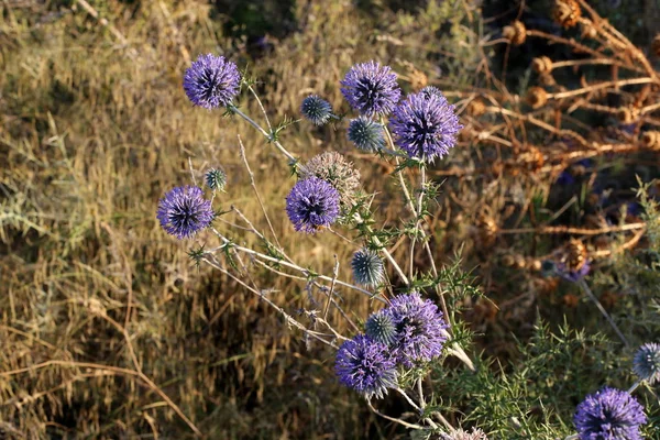 Srail Kuzeyinde Sıcak Kuru Bir Yaz Bitkiler Çiçeklerin Fotoğrafları — Stok fotoğraf