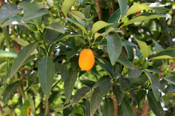 Fotografías Plantas Flores Verano Cálido Seco Norte Israel — Foto de Stock