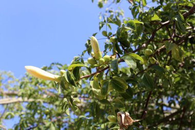 İsrail'in kuzeyinde sıcak ve kuru bir yaz bitkiler ve çiçeklerin fotoğrafları 