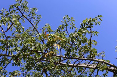 İsrail'in kuzeyinde sıcak ve kuru bir yaz bitkiler ve çiçeklerin fotoğrafları 