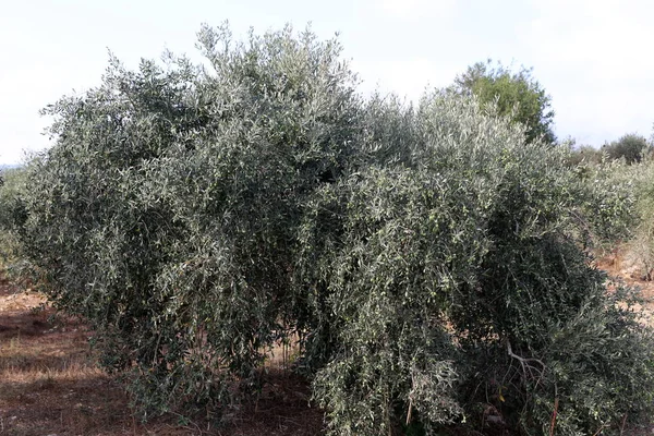 Fotografie Piante Fiori Estate Calda Secca Nel Nord Israele — Foto Stock