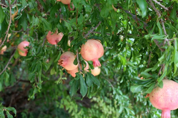 Fotografie Piante Fiori Estate Calda Secca Nel Nord Israele — Foto Stock