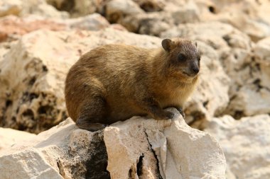 Daman bir taş üzerinde oturur ve İsrail'de Akdeniz kıyılarında güneşin tadını çıkarır 