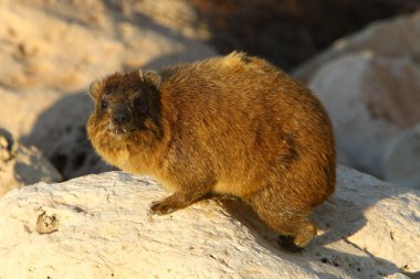 Daman bir taş üzerinde oturur ve İsrail'de Akdeniz kıyılarında güneşin tadını çıkarır 