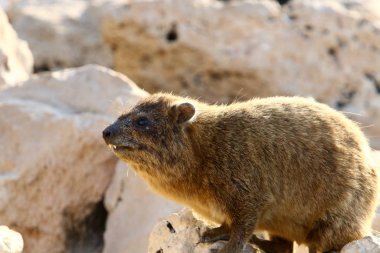 Daman bir taş üzerinde oturur ve İsrail'de Akdeniz kıyılarında güneşin tadını çıkarır 