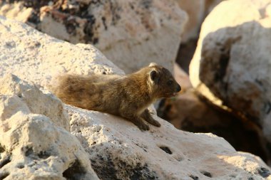 Daman bir taş üzerinde oturur ve İsrail'de Akdeniz kıyılarında güneşin tadını çıkarır 