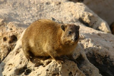 Daman bir taş üzerinde oturur ve İsrail'de Akdeniz kıyılarında güneşin tadını çıkarır 