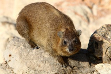 Daman bir taş üzerinde oturur ve İsrail'de Akdeniz kıyılarında güneşin tadını çıkarır 