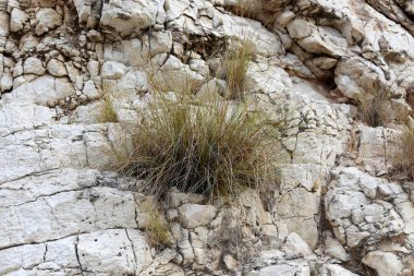 İsrail'de Akdeniz kıyılarında dağlarda taş ve kaya doku ve renk 