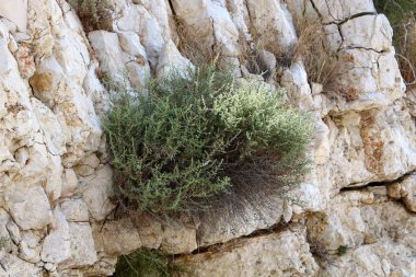 İsrail'de Akdeniz kıyılarında dağlarda taş ve kaya doku ve renk 