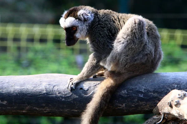 Πίθηκος Ζει Ένα Ζωολογικό Κήπο Στην Πόλη Της Χάιφα Στο — Φωτογραφία Αρχείου