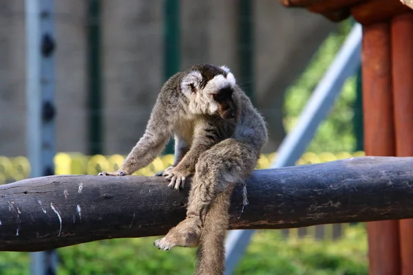 Scimmia Vive Uno Zoo Nella Città Haifa Israele — Foto Stock