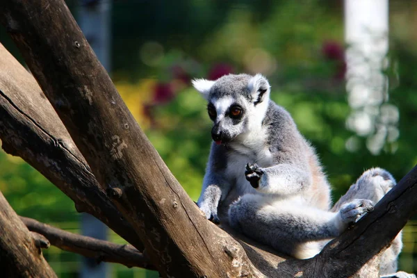 Macaco Vive Zoológico Cidade Haifa Israel — Fotografia de Stock