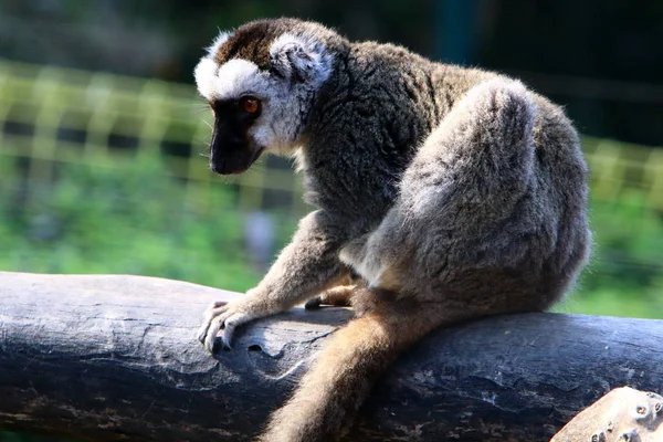 Monkey Lives Zoo City Haifa Israel — Stock Photo, Image