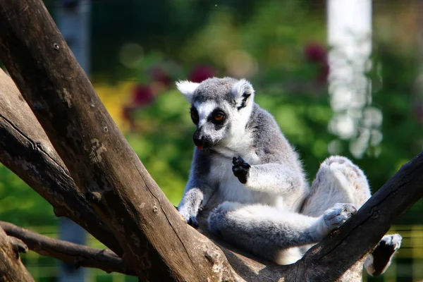 Monkey Lives Zoo City Haifa Israel — Stock Photo, Image