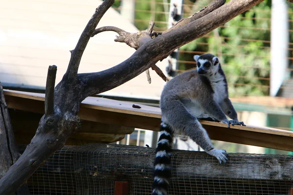 Monkey Lives Zoo City Haifa Israel — Stock Photo, Image