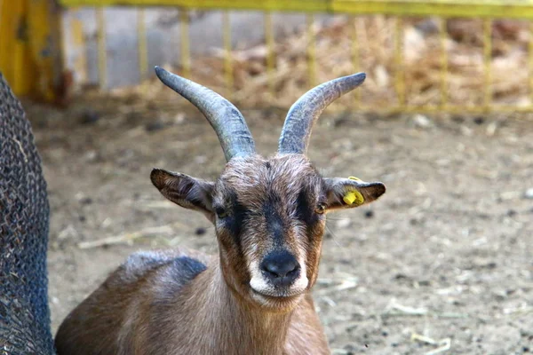 ヤギとラムはイスラエルのハイファ市の動物園に住んでいます — ストック写真