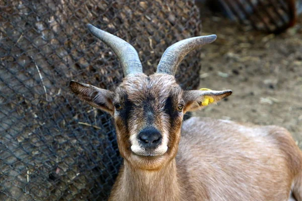 ヤギとラムはイスラエルのハイファ市の動物園に住んでいます — ストック写真