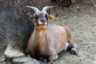 keçi ve koç İsrail Hayfa kentinde bir hayvanat bahçesinde yaşamak 