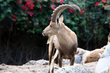 keçi ve koç İsrail Hayfa kentinde bir hayvanat bahçesinde yaşamak 