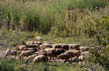 keçi ve koç İsrail Hayfa kentinde bir hayvanat bahçesinde yaşamak 