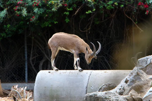 Kecske Kosok Egy Állatkertben Város Haifa Izraelben — Stock Fotó