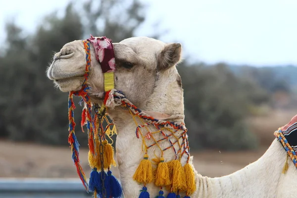 Camelo Branco Uma Corcunda Vive Zoológico Cidade Haifa Israel — Fotografia de Stock