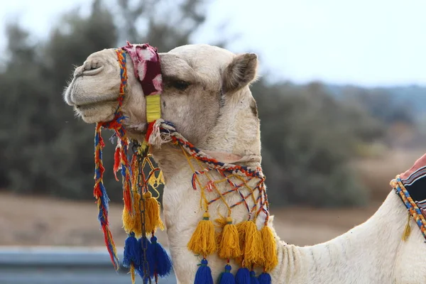 Camelo Branco Uma Corcunda Vive Zoológico Cidade Haifa Israel — Fotografia de Stock