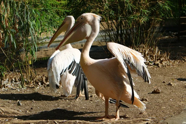 Pelicanul Alb Alb Trăiește Într Grădină Zoologică Din Orașul Haifa — Fotografie, imagine de stoc