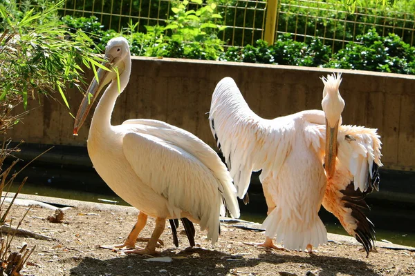 Pelícano Blanco Blanco Vive Zoológico Ciudad Haifa Israel — Foto de Stock