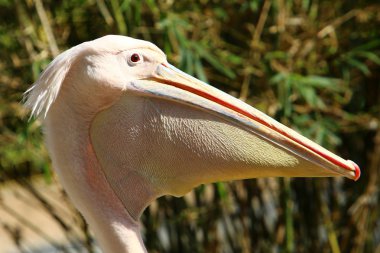 beyaz ve beyaz pelikan İsrail Hayfa kentinde bir hayvanat bahçesinde yaşıyor 