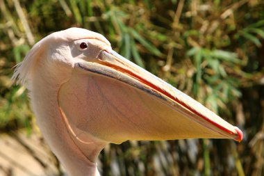 beyaz ve beyaz pelikan İsrail Hayfa kentinde bir hayvanat bahçesinde yaşıyor 