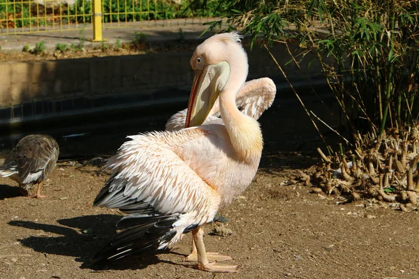 Bílý Bílý Pelikán Žije Zoo Městě Haifa Izraeli — Stock fotografie