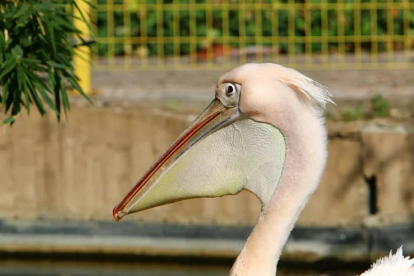 Pelicano Branco Branco Vive Zoológico Cidade Haifa Israel — Fotografia de Stock