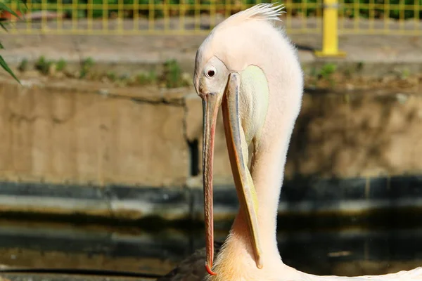 Pélican Blanc Blanc Vit Dans Zoo Ville Haïfa Israël — Photo