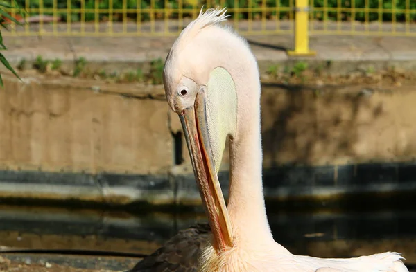 Pelicano Branco Branco Vive Zoológico Cidade Haifa Israel — Fotografia de Stock
