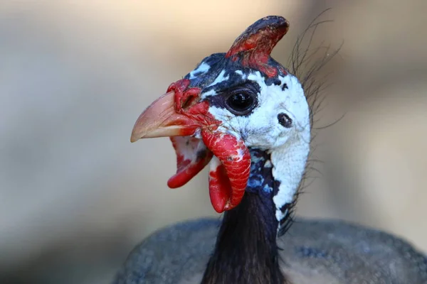 chicken with big and red earrings lives in a zoo in the city of Haifa in Israel