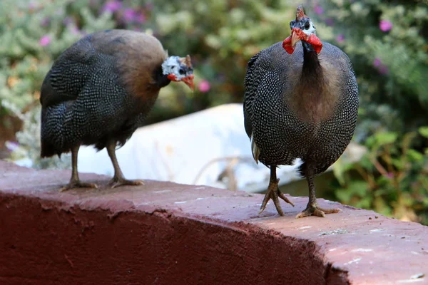 Κοτόπουλο Μεγάλα Και Κόκκινα Σκουλαρίκια Ζει Ένα Ζωολογικό Κήπο Στην — Φωτογραφία Αρχείου