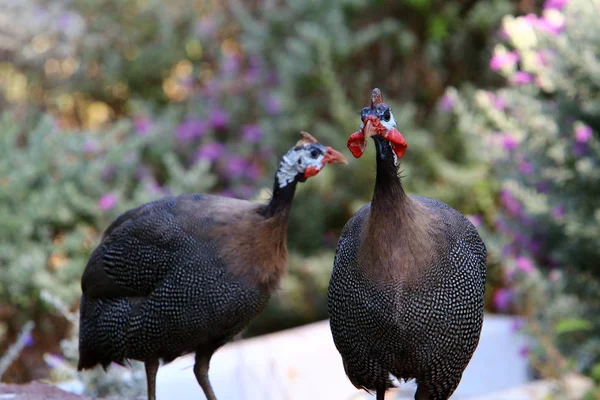 chicken with big and red earrings lives in a zoo in the city of Haifa in Israel