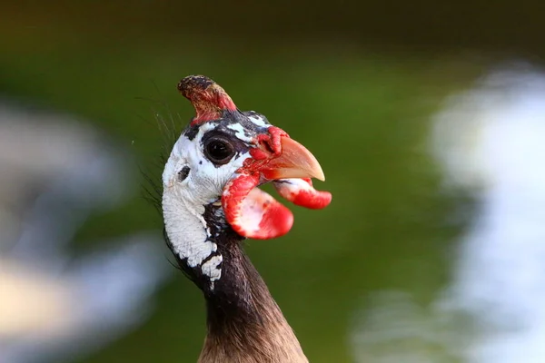 chicken with big and red earrings lives in a zoo in the city of Haifa in Israel