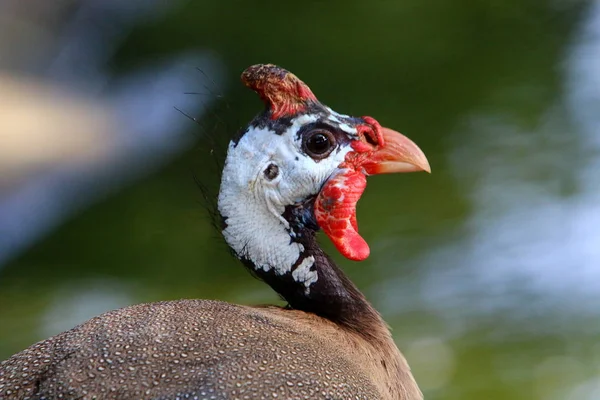 chicken with big and red earrings lives in a zoo in the city of Haifa in Israel