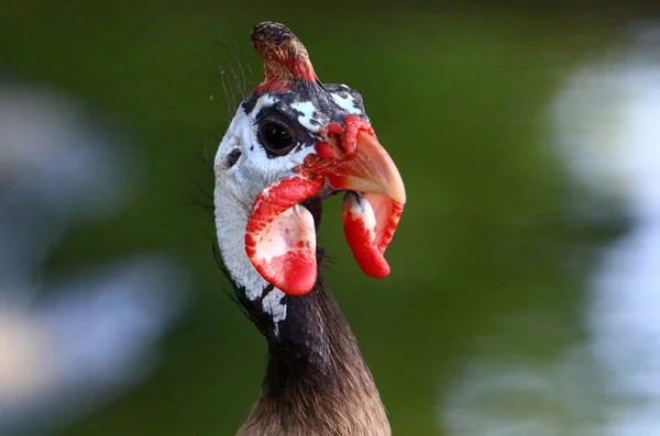 chicken with big and red earrings lives in a zoo in the city of Haifa in Israel